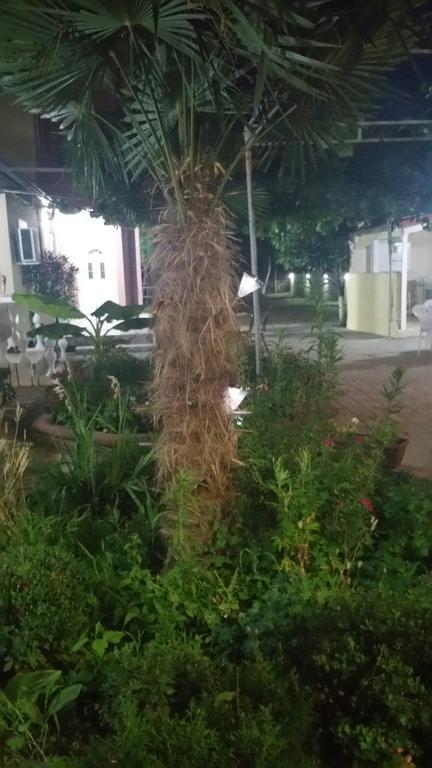 Apartments Ana Dojran Εξωτερικό φωτογραφία